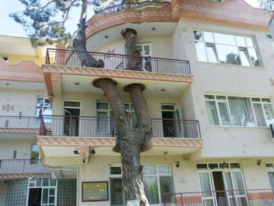дерево и дом.jpg
