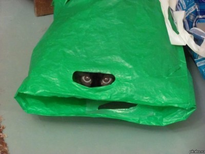 кот.jpg