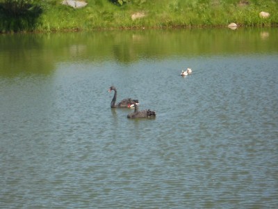DSCN0347.jpg