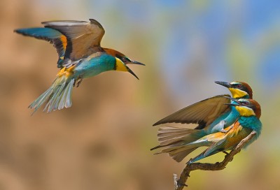 0_a21f2_17c1a147_orig.jpg