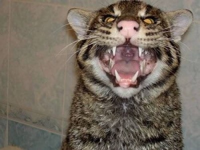 Сахалинский камышовый кот - 1.jpg