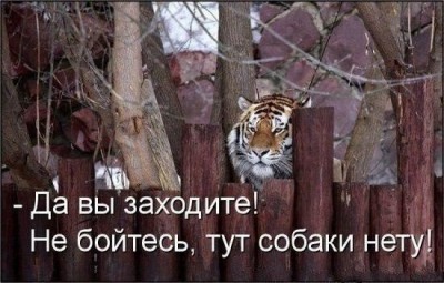 тигрррр.jpg
