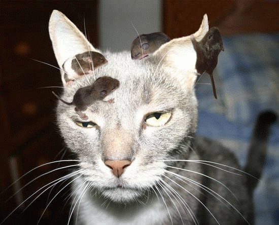 cat-mouse.jpg