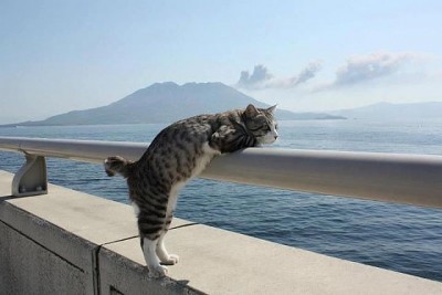getImage кот.jpg