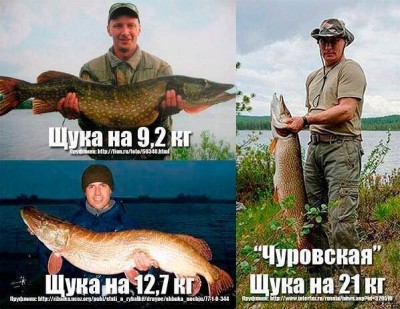 Щуки.jpg