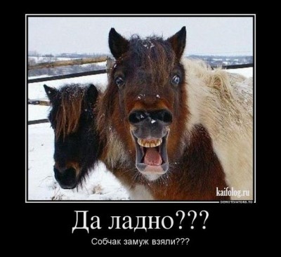 собчак.jpg