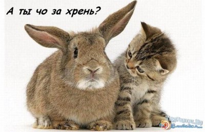 кролик.jpg