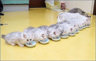 коты.jpg