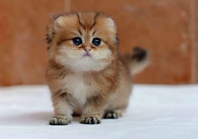 котик.jpg