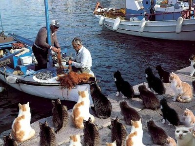 коты на причале.jpg