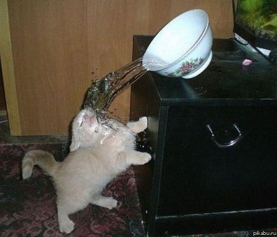 кошак.jpg