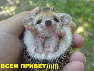 ижонок.jpg