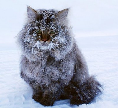getImage кот.jpg